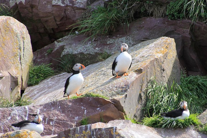 Puffins